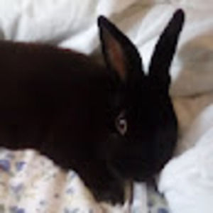 Meet your Posher, Audrey